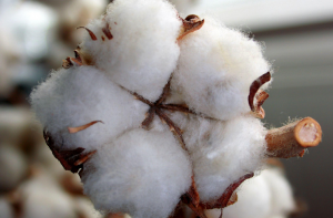 Cotton - Producing textile countries